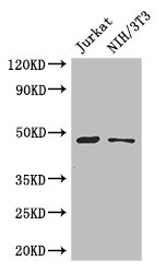 SGK1 / SGK Antibody - Positive WB detected in:Jurkat whole cell lysate,NIH/3T3 whole cell lysate;All lanes: SGK1 antibody at 3ug/ml;Secondary;Goat polyclonal to rabbit IgG at 1/50000 dilution;Predicted band size: 49,60,51,48,53kDa;Observed band size: 49 kDa;