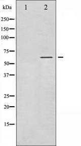 SGK1 / SGK Antibody - Western blot analysis of SGK phosphorylation expression in Insulin treated HeLa whole cells lysates. The lane on the left is treated with the antigen-specific peptide.