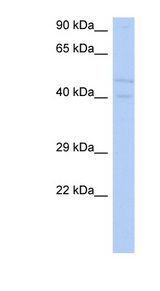 SGK3 Antibody - SGK3 antibody Western blot of SH-SYSY lysate. This image was taken for the unconjugated form of this product. Other forms have not been tested.