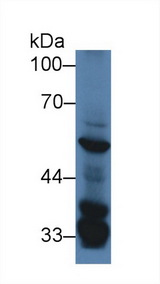 SGK3 Antibody - Western Blot; Sample: Mouse Liver lysate; Primary Ab: 2µg/ml Rabbit Anti-Mouse SGK3 Antibody Second Ab: 0.2µg/mL HRP-Linked Caprine Anti-Rabbit IgG Polyclonal Antibody