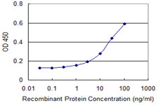 SGK3 Antibody - Detection limit for recombinant GST tagged SGK3 is approximately 0.3 ng/ml as a capture antibody.