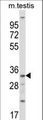 SGK494 Antibody - Mouse Sgk494 Antibody western blot of mouse testis tissue lysates (35 ug/lane). The Sgk494 antibody detected the Sgk494 protein (arrow).