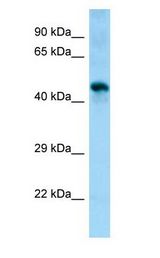 SGMS1 / TMEM23 Antibody - SGMS1 / TMEM23 antibody Western Blot of Mouse Muscle.  This image was taken for the unconjugated form of this product. Other forms have not been tested.