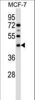 SGMS1 / TMEM23 Antibody - SGMS1 Antibody western blot of MCF-7 cell line lysates (35 ug/lane). The SGMS1 antibody detected the SGMS1 protein (arrow).