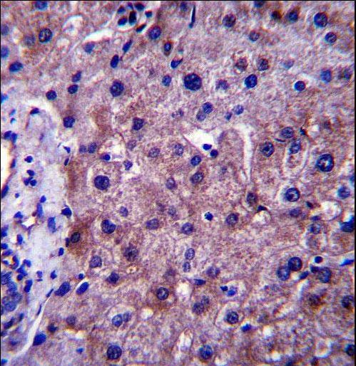 SGMS1 / TMEM23 Antibody - SGMS1 Antibody immunohistochemistry of formalin-fixed and paraffin-embedded human liver tissue followed by peroxidase-conjugated secondary antibody and DAB staining.