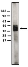 SGMS1 / TMEM23 Antibody - Legend: Western blot of SMS1 antibody on human brain lysate (10 ug/lane) at a concentration of 5 ug/ml. Secondary antibody used at 1:75k dilution and visualized using Pierce West Femto substrate
