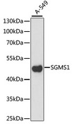 SGMS1 / TMEM23 Antibody - Western blot analysis of extracts of A-549 cells, using SGMS1 antibody at 1:1000 dilution. The secondary antibody used was an HRP Goat Anti-Rabbit IgG (H+L) at 1:10000 dilution. Lysates were loaded 25ug per lane and 3% nonfat dry milk in TBST was used for blocking. An ECL Kit was used for detection and the exposure time was 30s.