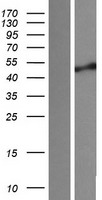 SGMS1 / TMEM23 Protein - Western validation with an anti-DDK antibody * L: Control HEK293 lysate R: Over-expression lysate