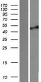 SGMS1 / TMEM23 Protein - Western validation with an anti-DDK antibody * L: Control HEK293 lysate R: Over-expression lysate