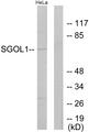 SGOL1 / Shugoshin Antibody - Western blot analysis of extracts from HeLa cells, using SGOL1 antibody.