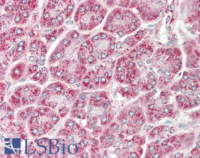 SGPP1 Antibody - Human Pancrease: Formalin-Fixed, Paraffin-Embedded (FFPE).  This image was taken for the unconjugated form of this product. Other forms have not been tested.