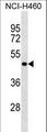 SGPP2 Antibody - SGPP2 Antibody western blot of NCI-H460 cell line lysates (35 ug/lane). The SGPP2 antibody detected the SGPP2 protein (arrow).