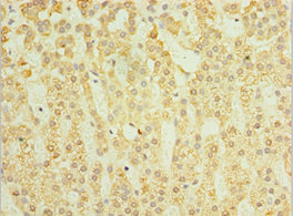 SGSH Antibody - Immunohistochemistry of paraffin-embedded human adrenal gland tissue using SGSH Antibody at dilution of 1:100