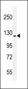 SGSM2 Antibody - RUTBC1 Antibody western blot of mouse NIH-3T3 cell line lysates (35 ug/lane). The RUTBC1 antibody detected the RUTBC1 protein (arrow).