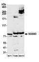 SGSM3 Antibody - Detection of human and mouse SGSM3 by western blot. Samples: Whole cell lysate (50 µg) from MCF-7, TCMK-1, and NIH 3T3 cells prepared using NETN lysis buffer. Antibody: Affinity purified Rabbit anti-SGSM3 antibody used for WB at 1:1000. Detection: Chemiluminescence with an exposure time of 3 minutes.
