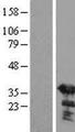 SGTA / SGT Protein - Western validation with an anti-DDK antibody * L: Control HEK293 lysate R: Over-expression lysate