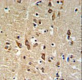 SGTB Antibody - SGTB Antibody IHC of formalin-fixed and paraffin-embedded human brain tissue followed by peroxidase-conjugated secondary antibody and DAB staining.