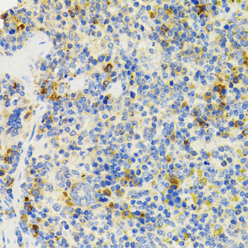 SH2B1 Antibody - Immunohistochemistry of paraffin-embedded mouse spleen tissue.
