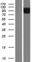 SH2B1 Protein - Western validation with an anti-DDK antibody * L: Control HEK293 lysate R: Over-expression lysate