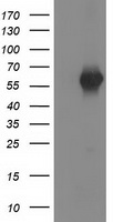 SH2B3 / LNK Antibody - HEK293T cells were transfected with the pCMV6-ENTRY control (Left lane) or pCMV6-ENTRY SH2B3 (Right lane) cDNA for 48 hrs and lysed. Equivalent amounts of cell lysates (5 ug per lane) were separated by SDS-PAGE and immunoblotted with anti-SH2B3.