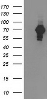 SH2B3 / LNK Antibody - HEK293T cells were transfected with the pCMV6-ENTRY control (Left lane) or pCMV6-ENTRY SH2B3 (Right lane) cDNA for 48 hrs and lysed. Equivalent amounts of cell lysates (5 ug per lane) were separated by SDS-PAGE and immunoblotted with anti-SH2B3.
