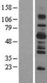 SH2B3 / LNK Protein - Western validation with an anti-DDK antibody * L: Control HEK293 lysate R: Over-expression lysate