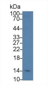 SH2D1A / SAP Antibody - Western Blot; Sample: Human Jurkat cell lysate; Primary Ab: 2µg/ml Rabbit Anti-Mouse SH2D1A Antibody Second Ab: 0.2µg/mL HRP-Linked Caprine Anti-Rabbit IgG Polyclonal Antibody