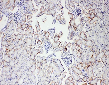 SH2D1A / SAP Antibody - IHC-P: SAP antibody testing of mouse kidney tissue