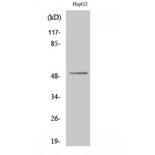 SH2D2A Antibody - Western blot of Lad antibody