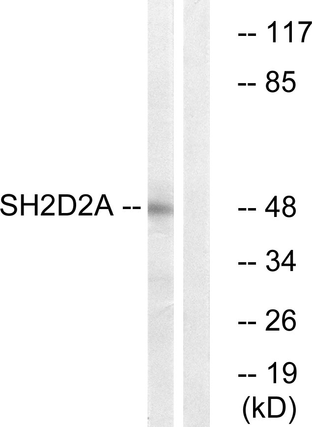 SH2D2A Antibody - Western blot analysis of lysates from HepG2 cells, using SH2D2A Antibody. The lane on the right is blocked with the synthesized peptide.