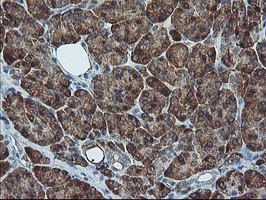 SH2D2A Antibody - IHC of paraffin-embedded Human pancreas tissue using anti-SH2D2A mouse monoclonal antibody.