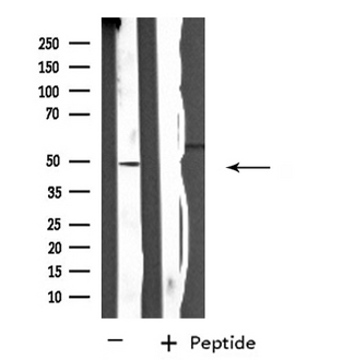 SH2D2A Antibody - Western blot analysis of extracts of HepG2 cells using SH2D2A antibody.