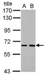SH2D3A / NSP1 Antibody - Sample (30 ug of whole cell lysate) A: H1299 B: HCT116 7.5% SDS PAGE SH2D3A antibody diluted at 1:1000