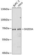 SH2D3A / NSP1 Antibody - Western blot analysis of extracts of various cell lines using SH2D3A Polyclonal Antibody at dilution of 1:1000.
