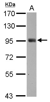SH2D3C / NSP3 Antibody - Sample (30 ug of whole cell lysate) A: SK-N-SH 7.5% SDS PAGE SH2D3C antibody diluted at 1:500