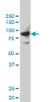 SH2D3C / NSP3 Antibody - SH2D3C monoclonal antibody (M01), clone 3B2 Western blot of SH2D3C expression in HeLa NE.