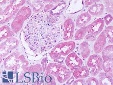 SH2D4A Antibody - Anti-SH2D4A antibody IHC of human kidney. Immunohistochemistry of formalin-fixed, paraffin-embedded tissue after heat-induced antigen retrieval. Antibody dilution 5-10 ug/ml. This image was taken for the unconjugated form of this product. Other forms have not been tested.