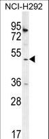 SH2D4A Antibody - SH2D4A Antibody western blot of NCI-H292 cell line lysates (35 ug/lane). The SH2D4A antibody detected the SH2D4A protein (arrow).