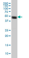 SH2D4A Antibody - SH2D4A monoclonal antibody (M01), clone 3G8 Western blot of SH2D4A expression in HeLa.