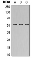 SH2D4A Antibody - Western blot analysis of SH2D4A expression in HEK293T (A); Raw264.7 (B); PC12 (C) whole cell lysates.