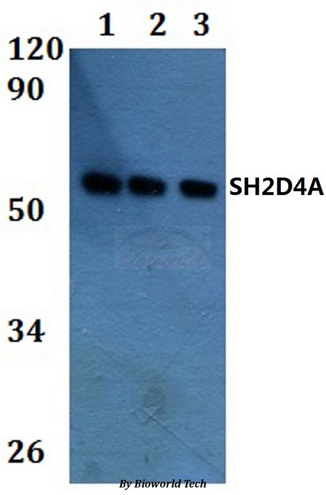 SH2D4A Antibody - Western blot of SH2D4A antibody at 1:500 dilution. Lane 1: HEK293T whole cell lysate. Lane 2: Raw264.7 whole cell lysate. Lane 3: PC12 whole cell lysate.