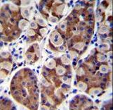 SH2D4B Antibody - SH2D4B Antibody immunohistochemistry of formalin-fixed and paraffin-embedded human stomach tissue followed by peroxidase-conjugated secondary antibody and DAB staining.