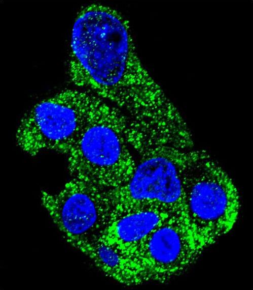 SH2D4B Antibody - Confocal immunofluorescence of SH2D4B Antibody with HepG2 cell followed by Alexa Fluor 488-conjugated goat anti-rabbit lgG (green). DAPI was used to stain the cell nuclear (blue).