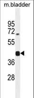 SH2D5 Antibody - SH2D5 Antibody western blot of mouse bladder tissue lysates (35 ug/lane). The SH2D5 antibody detected the SH2D5 protein (arrow).