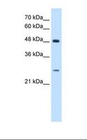 SH3BGR Antibody - HepG2 cell lysate. Antibody concentration: 0.5 ug/ml. Gel concentration: 12%.  This image was taken for the unconjugated form of this product. Other forms have not been tested.