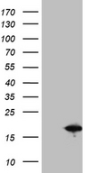 SH3BGRL Antibody - HEK293T cells were transfected with the pCMV6-ENTRY control. (Left lane) or pCMV6-ENTRY SH3BGRL. (Right lane) cDNA for 48 hrs and lysed. Equivalent amounts of cell lysates. (5 ug per lane) were separated by SDS-PAGE and immunoblotted with anti-SH3BGRL. (1:2000)