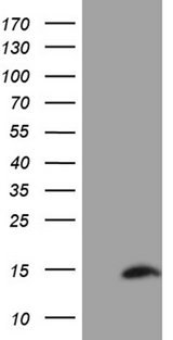 SH3BGRL Antibody - HEK293T cells were transfected with the pCMV6-ENTRY control. (Left lane) or pCMV6-ENTRY SH3BGRL. (Right lane) cDNA for 48 hrs and lysed. Equivalent amounts of cell lysates. (5 ug per lane) were separated by SDS-PAGE and immunoblotted with anti-SH3BGRL. (1:2000)