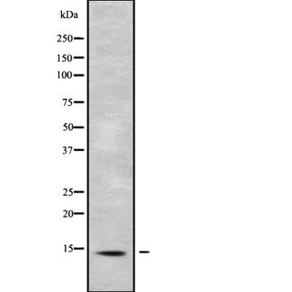 SH3BGRL Antibody - Western blot analysis SH3BGRL1 using NIH-3T3 whole cells lysates