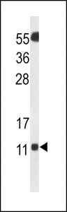 SH3BGRL3 Antibody - Western blot of SH3BGRL3 Antibody in Neuro2a cell line lysates (35 ug/lane). SH3BGRL3 (arrow) was detected using the purified antibody.