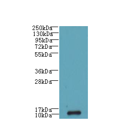 SH3BGRL3 Antibody - Western blot. All lanes: SH3BGRL3 antibody at 0.05 ug/ml+U84- whole cell lysate Goat polyclonal to rabbit at 1:10000 dilution. Predicted band size: 10 kDa. Observed band size: 10 kDa.
